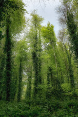 Obraz premium Tall trees covered in vibrant green foliage reach towards the cloudy sky in a serene forest. Sunlight filters through the leaves, creating a peaceful atmosphere.