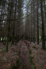A narrow trail cuts through a plantation of closely spaced trees. Bare branches reach towards the sky. The forest floor is covered with a layer of brown needles and debris.
