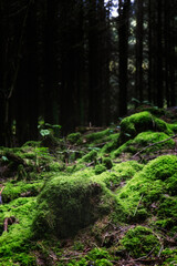 Obraz premium Soft morning light filters through the trees, illuminating the thick layer of bright green moss that covers the forest floor, creating a tranquil atmosphere.