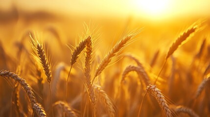 A golden field of wheat swaying gently in the sunlight during a serene sunset.