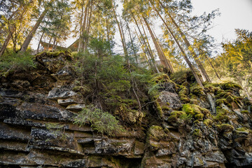 Majestic Forest Overlooking Rugged Cliffs in Autumn