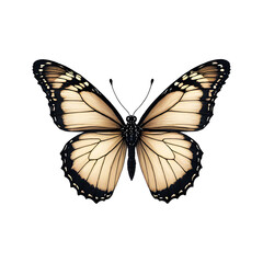 Obraz premium Beautiful black and white butterfly isolated on white background. Decorative and design element for your project, banner, postcard, business, background. Beautiful colorful butterfly. Insects