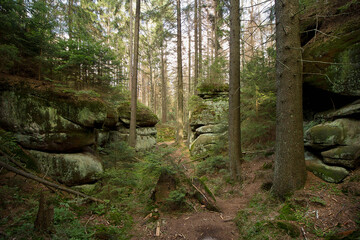 picturesque landscape with a gorge among rocks and boulders in a coniferous forest
