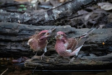 Purple Finch