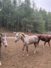 horses in the stable and in the paddock on a walk. High quality photo
