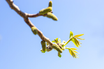 Flowering walnut catkins on a tree branch against a blue sky