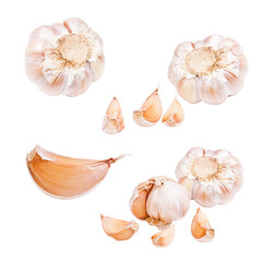 Several garlic cloves and bulbs