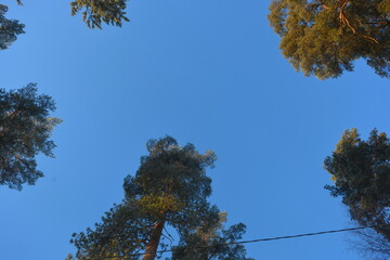 Beautiful bright winter nature, blue bright sky with long trees, long green spruces, pines, fir trees. Beautiful and unusual conifers illuminated by a sunny color against a blue sky.