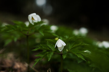 Delicate White Wildflowers Surrounded by Lush Green Foliage in a Dimly Lit Forest Environment