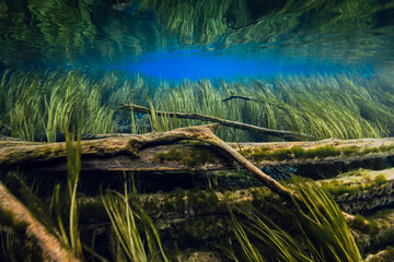 Sunken logs with algae underwater in fresh water lake