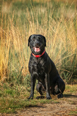 Black Labrador dog in the fields and forest in the summer