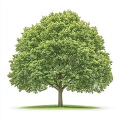 Fototapeta premium A grand green oak tree stands proudly, representing nature and growth in a serene environment.