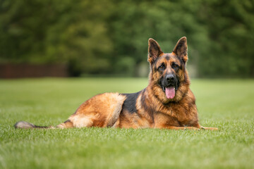 German Shepherd Dog on Windsor Long Walk laying down looking at the camera © Chris