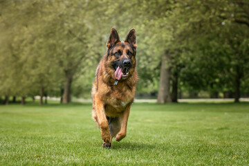 German Shepherd Dog on Windsor Long Walk on a fast run