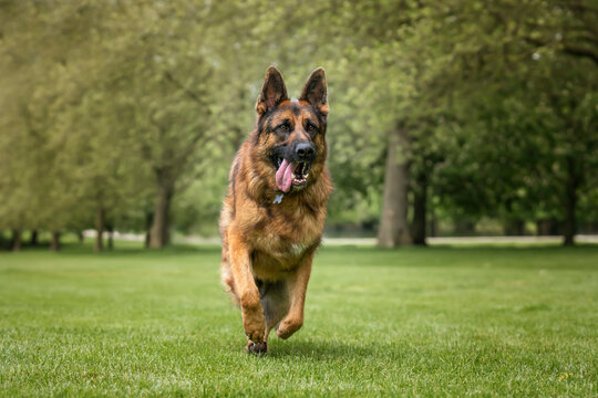 German Shepherd Dog on Windsor Long Walk on a fast run
