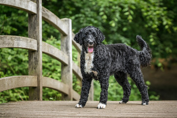 Portuguese Water Dog at Virginia Water Lake on a wooden bridge