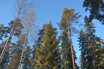 Beautiful bright winter nature, blue bright sky with long trees, long green spruces, pines, fir trees. Beautiful and unusual conifers illuminated by a sunny color against a blue sky.