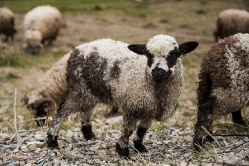 Playful Lamb Grazing in Pastoral Landscape