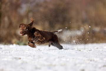 Joyful Brown Spaniel Running Through Snowy Field