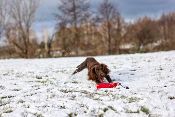 Joyful Brown Spaniel Running Through Snowy Field