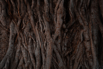Old tree trunk continuos backgound graphic overlay