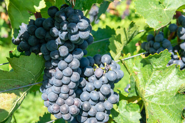 Large bunche of red wine grapes in summer vineyard.