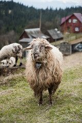 A Rustic Sheep Bleating in a Scenic Mountain Landscape