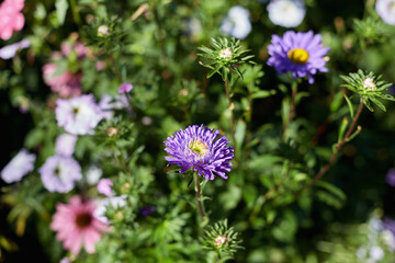 Purple Aster Bloom in a Garden