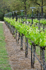 Grapevines at a Vineyard