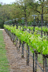 Grapevines at a Vineyard