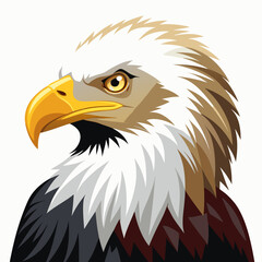 american bald eagle