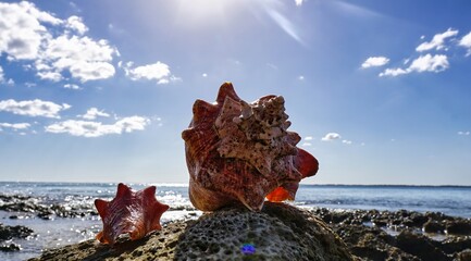 Big Shell on the seashore in the sunlight 