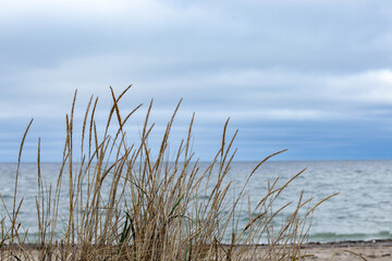 Dry grass with sharp spikes on the background of the gray North Sea.