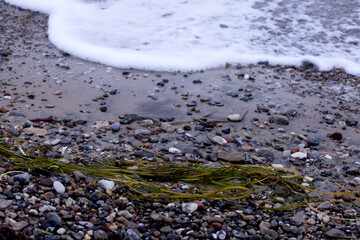 Foam wave threw a bunch of green algae onto the pebble beach