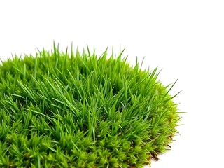 green grass isolated on white