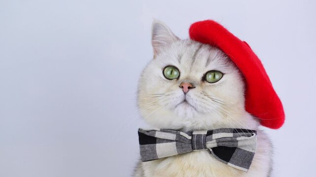 Elegant cat with red beret and bowtie poses against blue background