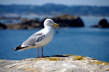 Seagull on Brehat island in Brittany in France, Europe