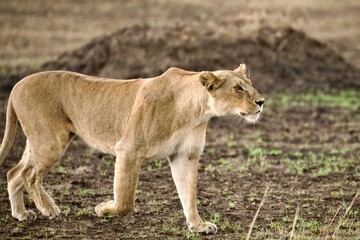 female lion 
