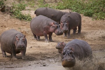 hippopotamus in river