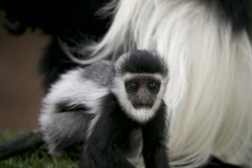 Colobus guereza