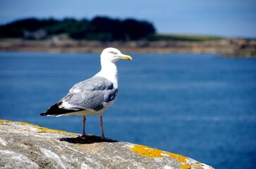Seagull on Brehat island in Brittany in France, Europe