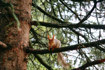 A red squirrel sits on a tree branch and looks at the camera