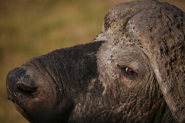 close up of a buffalo