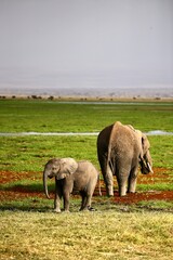 baby elephant and parent