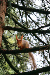 A red squirrel sits on a tree branch and looks at the camera