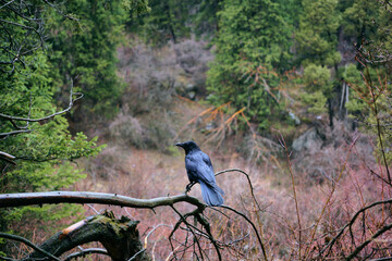 A big black raven is sitting on a tree branch