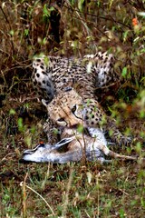 leopard in the forest