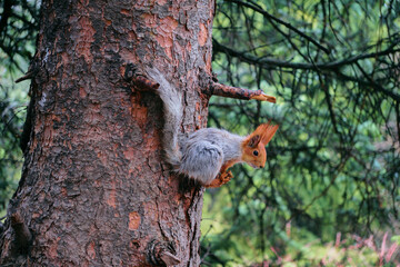 A red squirrel sits on a tree branch