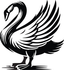 black and white swan