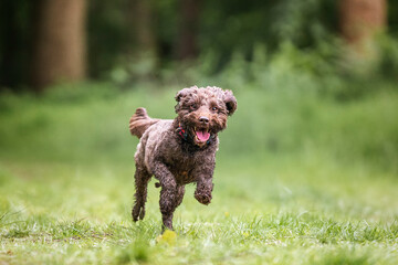 Brown cockapoo in the Windsor forest flying on a fast run